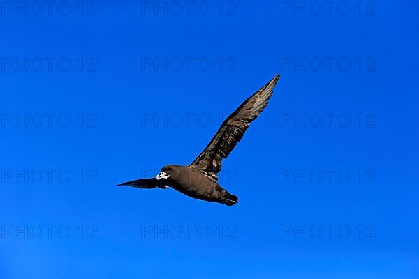 White-chinned petrel
