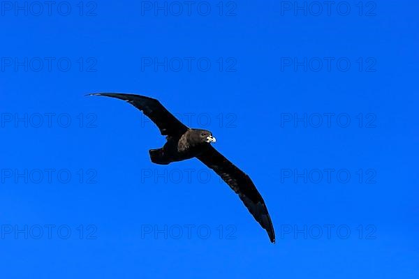 White-chinned petrel