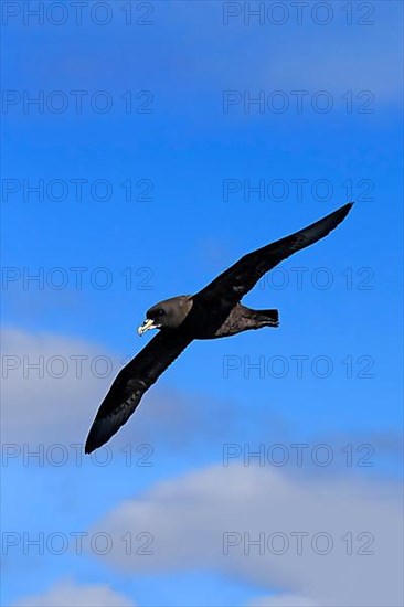 White-chinned petrel