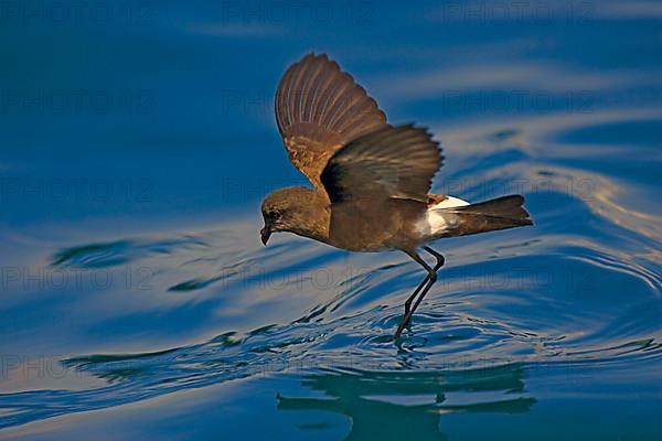 Elliot's Storm Petrel