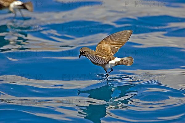 Elliot's Storm Petrel