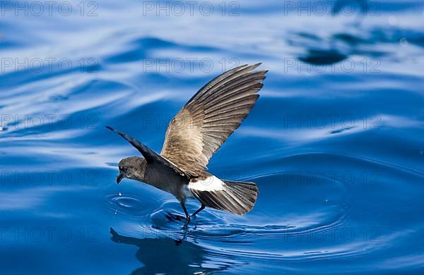 Elliot's Storm-Petrel