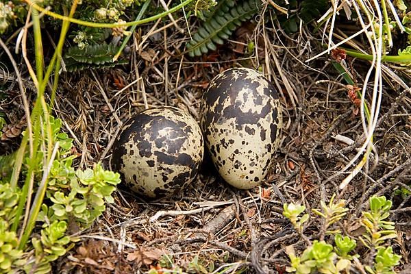 Plovers