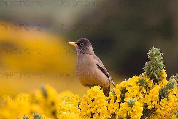 Falkland Thrush