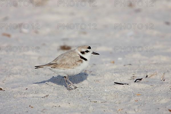 Kentish Plover