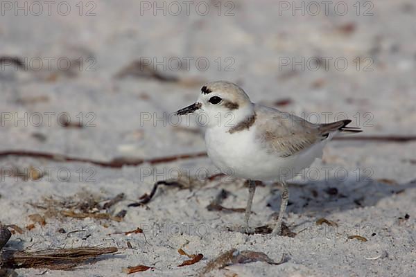 Kentish Plover