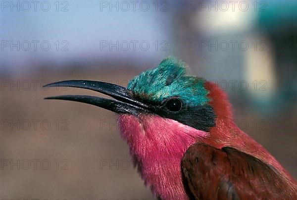 Carmine Bee eater