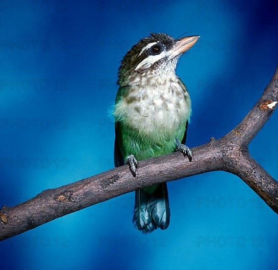 Green Barbet