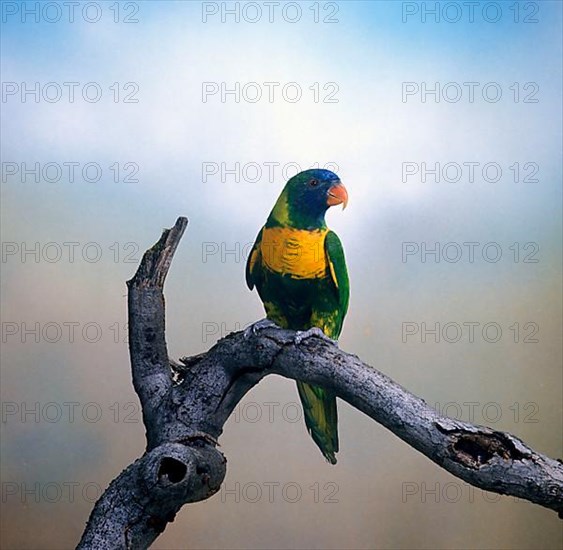 Edward's Lorikeet