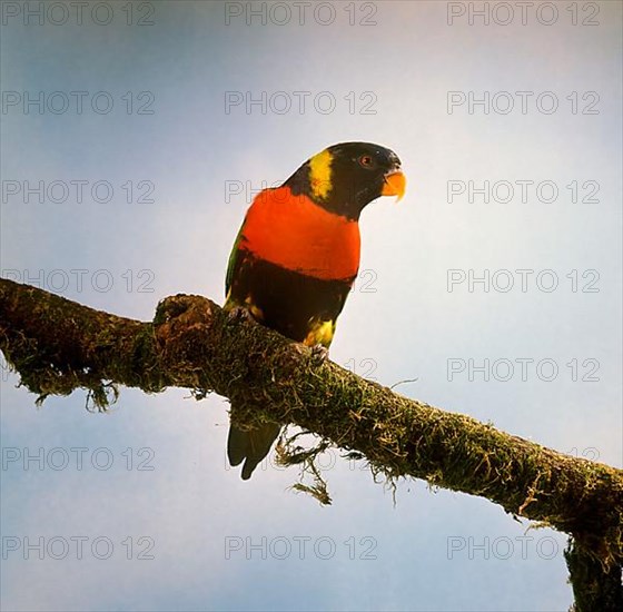 Djampea lorikeet