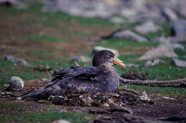 Southern Giant Petrel