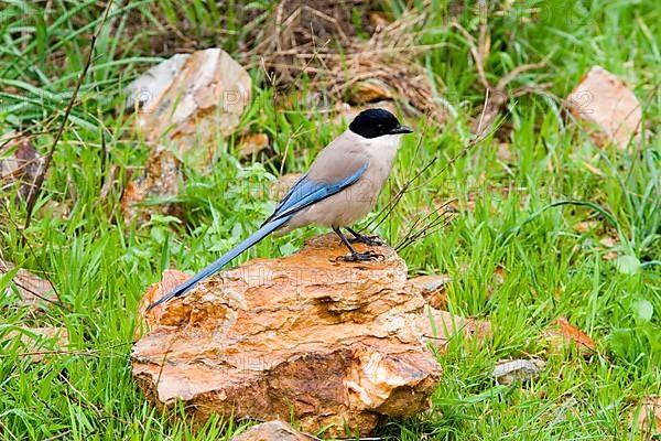 Azure-winged magpies