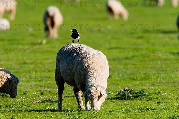 Magpie on the back of a sheep