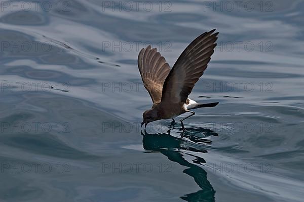 Elliot's or White Ventilated Storm Petrels Dance on the Sea