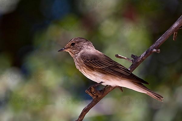 Spotted Flycatcher