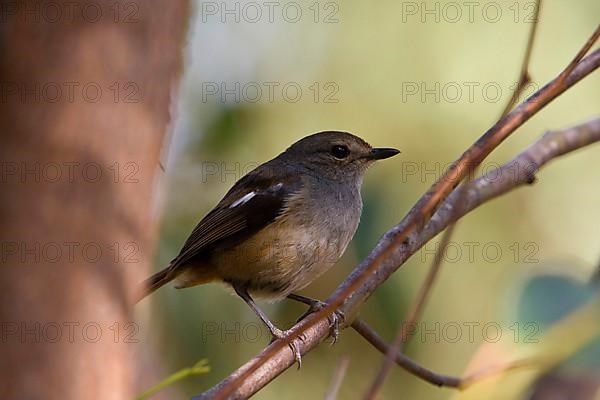 Madagascar Magpie Robin