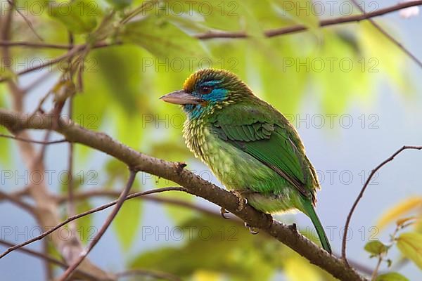 Golden-fronted Barbet