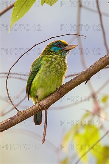 Golden-fronted Barbet