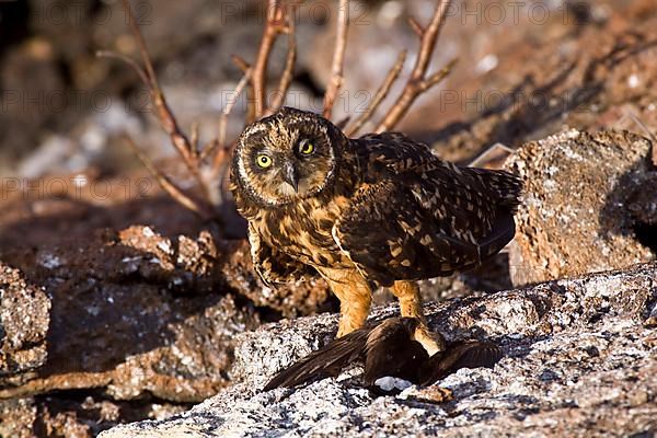 Galapagos Short-eared Owl with Galapagos Petrel she caught. Genovesa Island