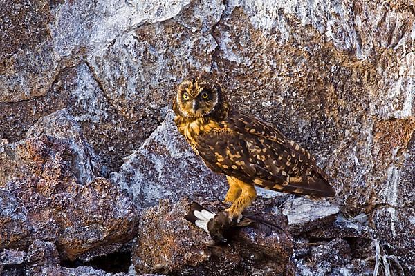 Galapagos Short-eared Owl with Galapagos Petrel she caught