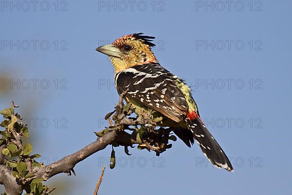 Crested Barbet