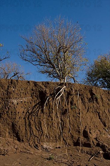 Riverbank erosion has exposed the tree roots of this white-fronted bee-eater nesting colony