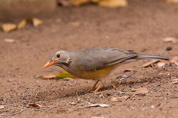 Kurrichane thrush