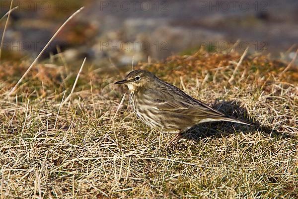 Beach Pipit