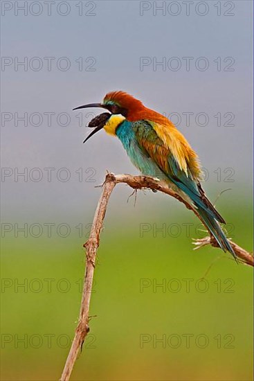 Bee-eater