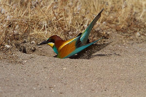 Bee-eater