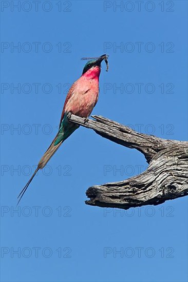 Southern carmine bee-eaters