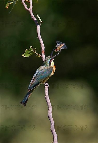 Little Bee-eater