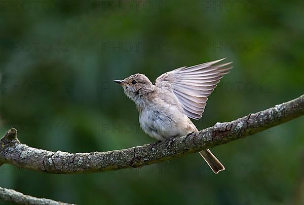 Spotted flycatcher