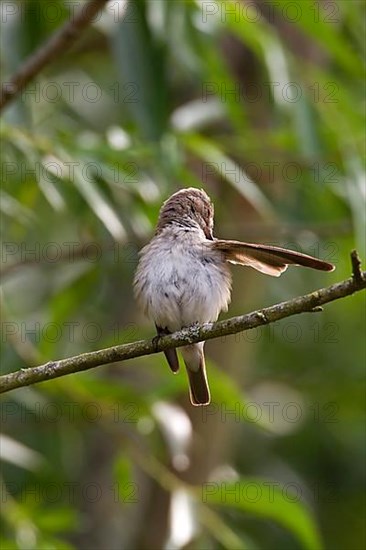 Spotted flycatcher