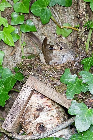 Spotted Flycatcher