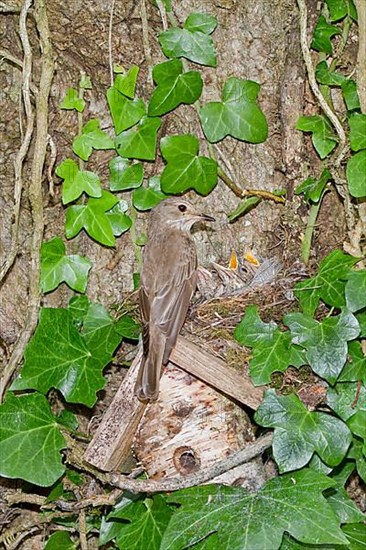 Spotted Flycatcher