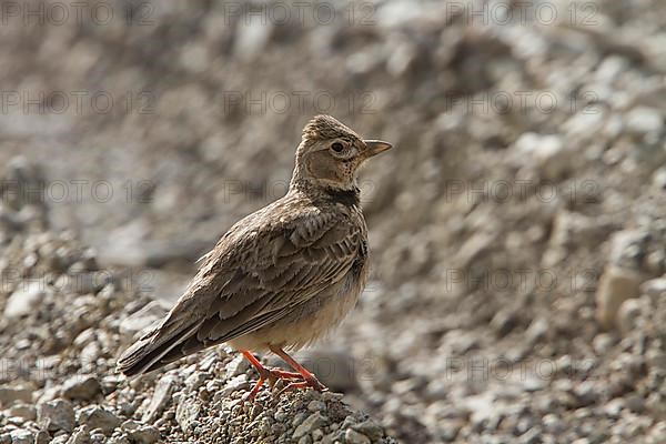 Calandra Lark