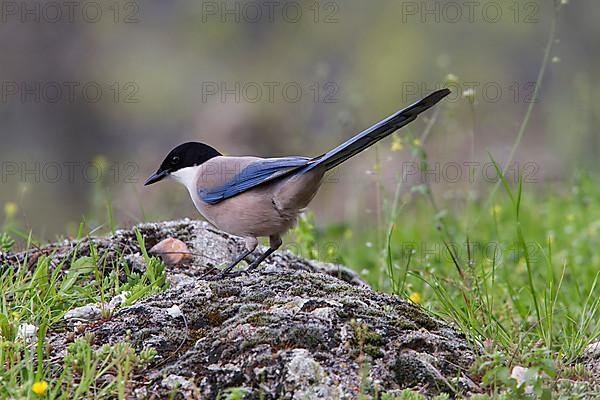 Azure-winged magpies