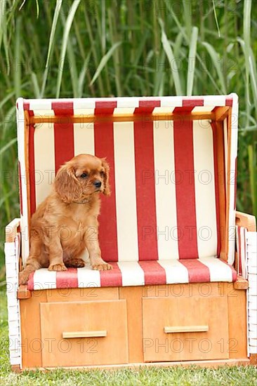 Cavalier King Charles Spaniel