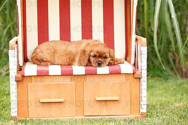 Cavalier King Charles Spaniel