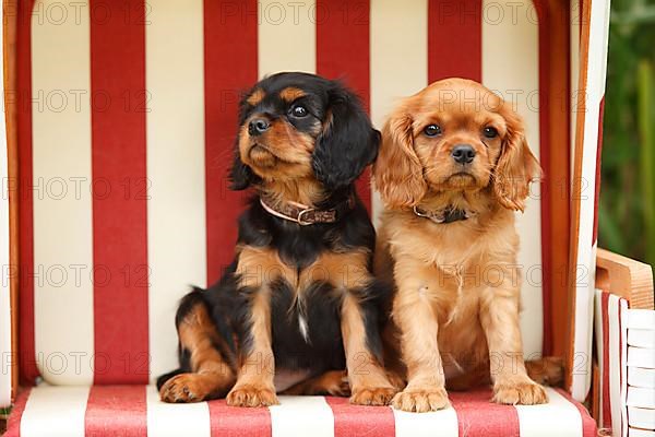 Cavalier King Charles Spaniel