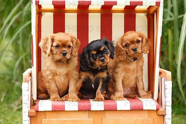 Cavalier King Charles Spaniel