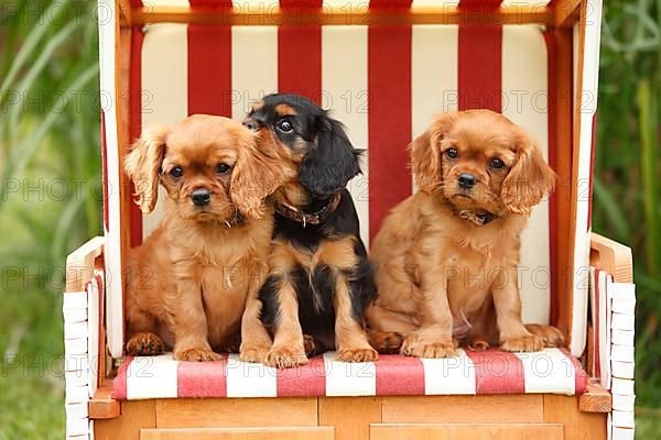 Cavalier King Charles Spaniel