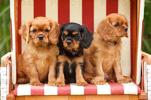 Cavalier King Charles Spaniel