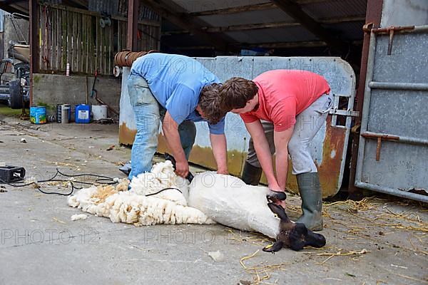 Shearing sheep