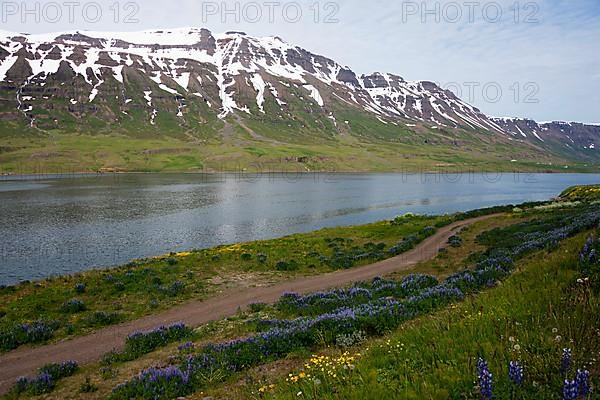 Fjord Seydisfjordur