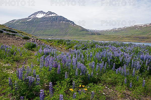 Lupines