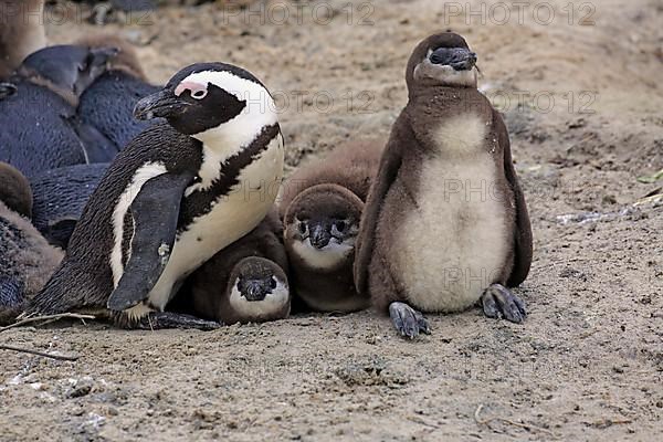 African penguin