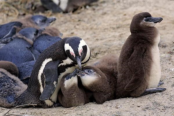 African penguins