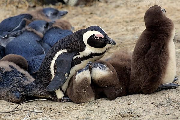 African penguin